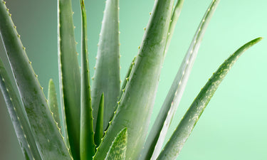Green People’s guide to Aloe Vera benefits for skin