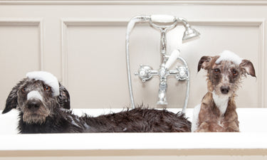 Should you be using SLS-free dog shampoo?