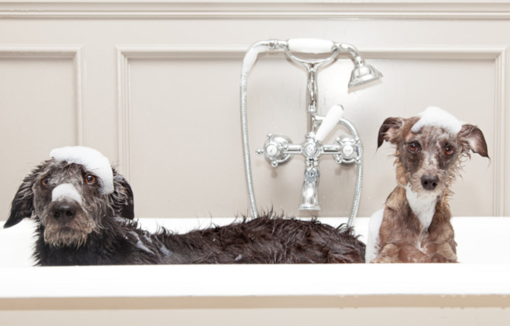 Should you be using SLS-free dog shampoo?