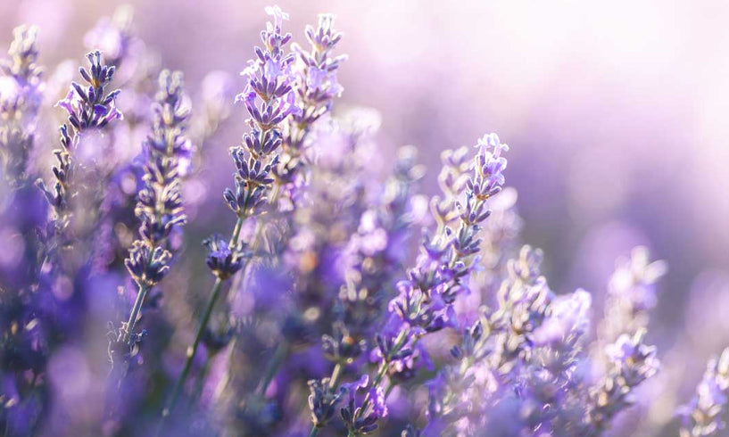 Can Lavender help babies sleep? image
