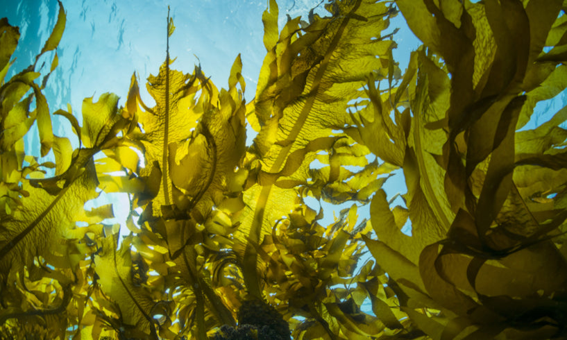 benefits of seaweed skincare uk 