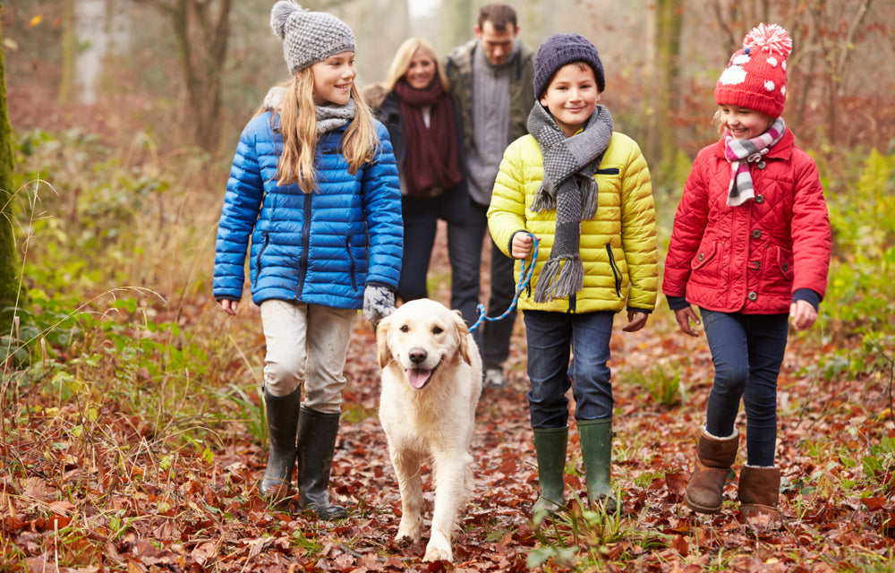 Winter dog walking essentials for pets & owners