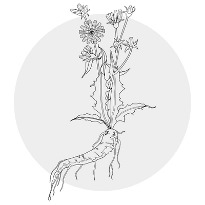 Inulin (Prebiotics)