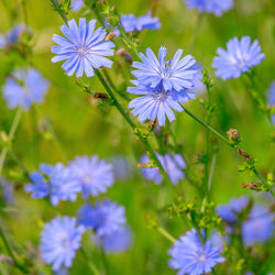 Inulin (Prebiotics)