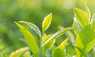 Natural products for spot-prone skin image