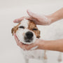 allPaws Cleansing Dog Shampoo – Wild Mint 200ml