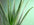 Green People’s guide to Aloe Vera benefits for skin
