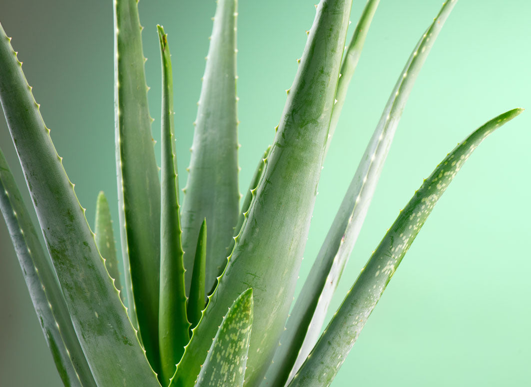 Amazing Aloe Vera benefits for skin | Green People UK