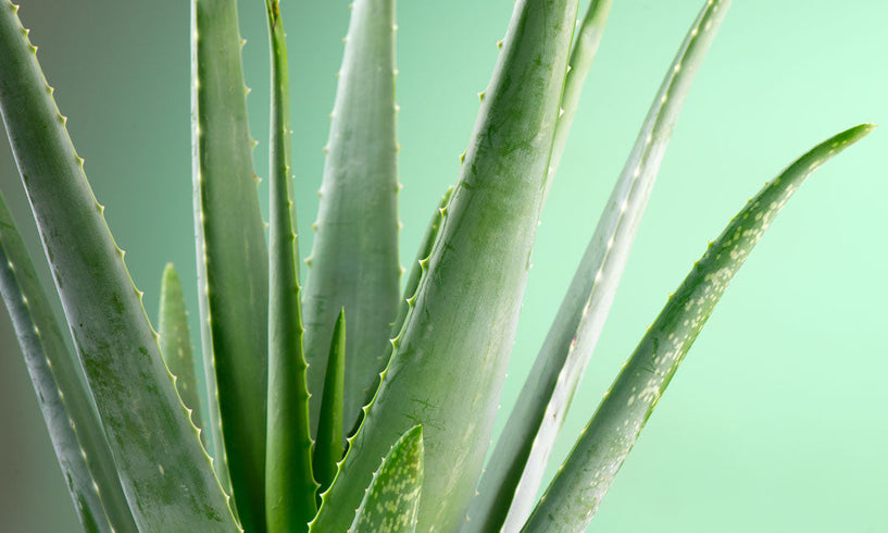Green People’s guide to Aloe Vera benefits for skin image