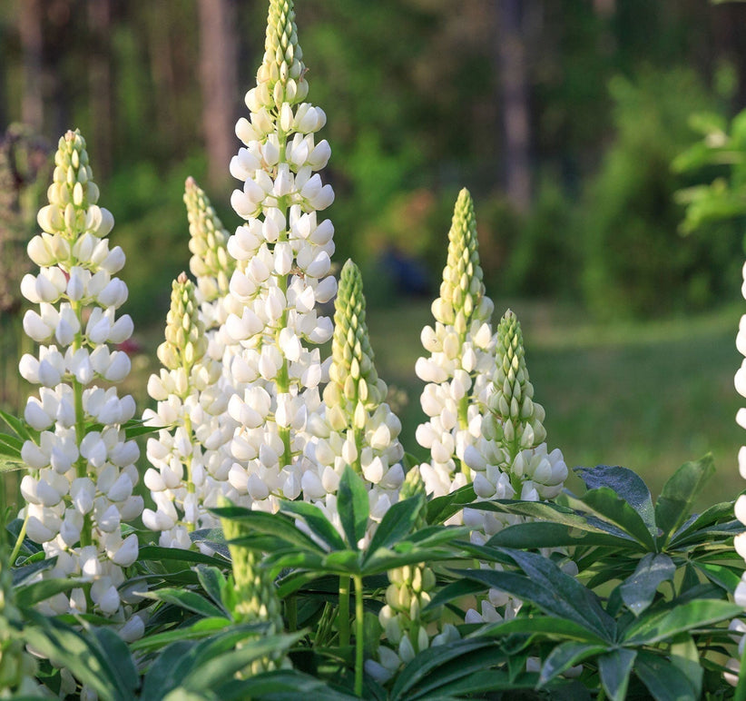 Meet CO₂LLAGENEER® Bio: for naturally firmer-looking skin image