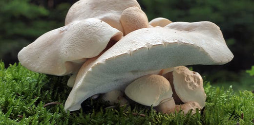 Northern Truffle: the super-soothing skin care mushroom image