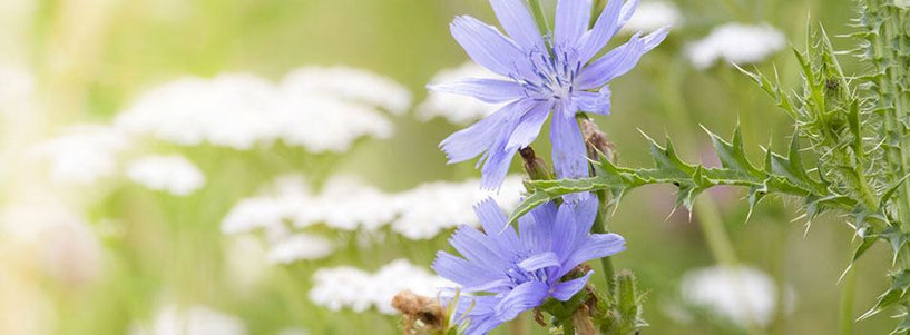 Why do you use limonene, linalool and geraniol? image