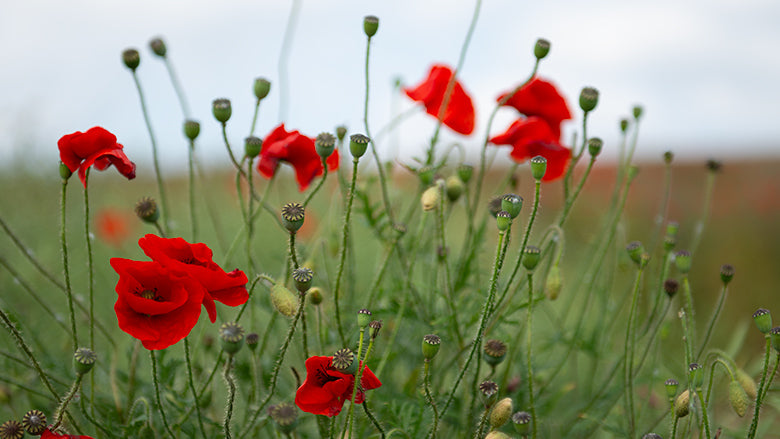5 easy ways to conserve and protect plants | Green People UK
