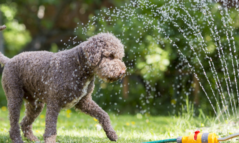 How to keep dogs cool in summer