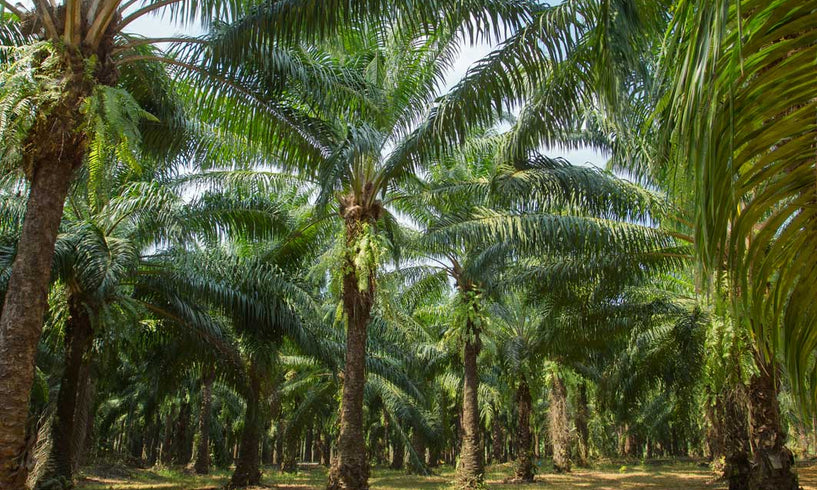Do you use Palm Oil?