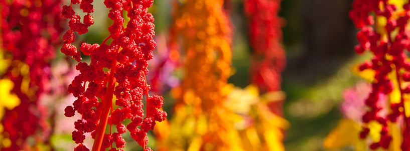 quinoa in gluten free shampoo