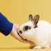 Are any of your products tested on animals?