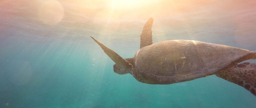 Looking for a biodegradable sunscreen? image