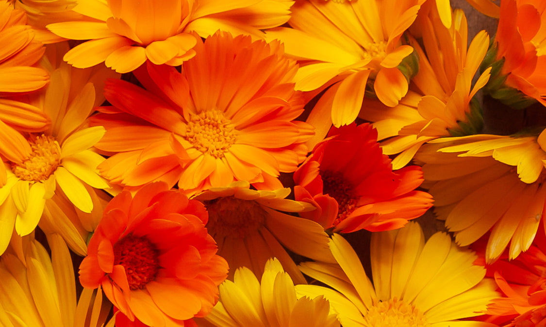 Calendula Skin Care image
