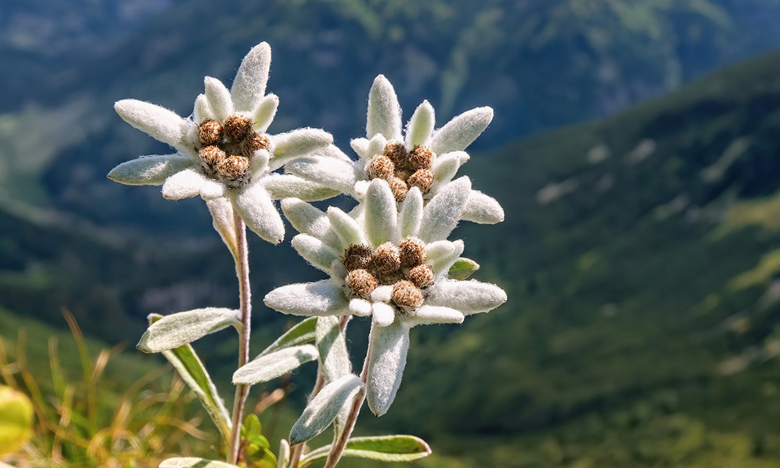 Edelweiss image