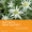 Close up of several green and white edelweiss flowers with green leaves, with text overlay on an orange background.