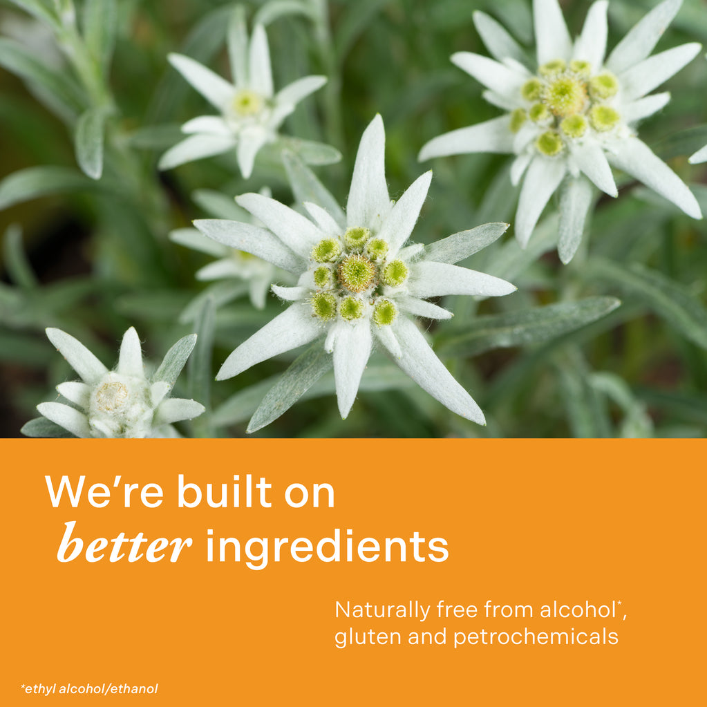 Close up of several green and white edelweiss flowers with green leaves, with text overlay on an orange background.