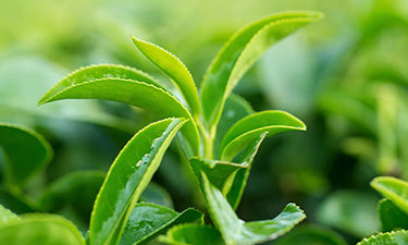 Scent free hair products image