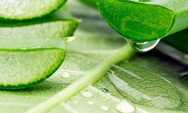 Natural & organic after sun image