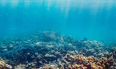 Octocrylene-free sunscreen image